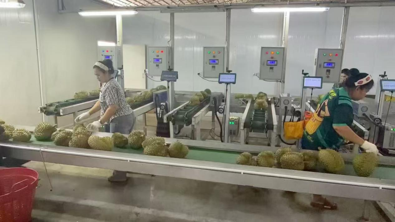 一颗榴莲的“跨国之旅”：藏在“榴莲自由”背后的中国壹定发官网实力